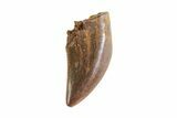 Small Theropod (Raptor) Tooth - Judith River Formation #72553-1